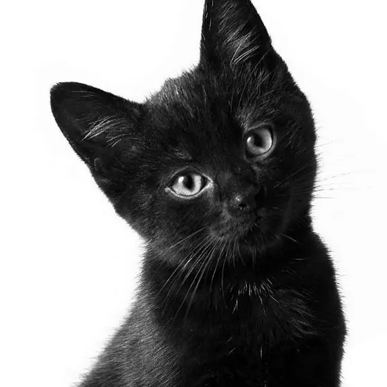 Чёрный кот