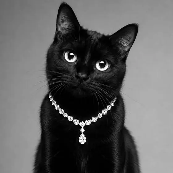 Чёрная кошка с бриллиантовым колье